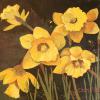 Daffodils
Original Acrylic Painting by Ginny Abblett
SOLD