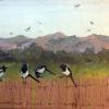 Magpies on Coyote Fence
Original Acrylic Painting by Ginny Abblett
SOLD