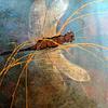 Original Unstretched Painting by Ginny Abblett, Hand Painted Dragonfly Canvas  34.25 inches x 27.75 inches.
SOLD
