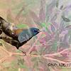 Black Bird
Original Acrylic by Ginny Abblett
34.25 inches x 27.75 inches.
$92.00
