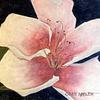 Peach Blossom
Original Acrylic by Ginny Abbeltt, 
33.75 inches x 27. 25 inches.
SOLD
